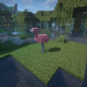 Flamingo