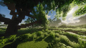 plain tree