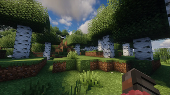 Birch Forest