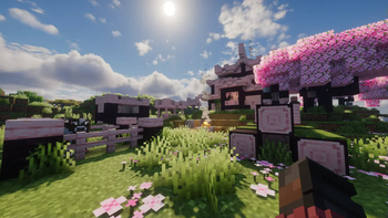 Cherry Blossom