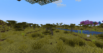 Savanna