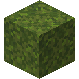 Moss everywhere