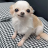 Berrrrrrrrrry