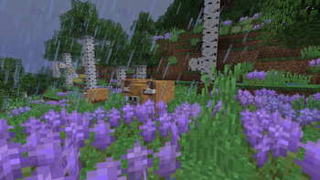 yak_lavender