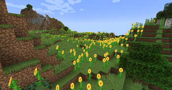 Sunflower Plains