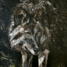 Wolren