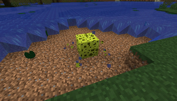 Sponge