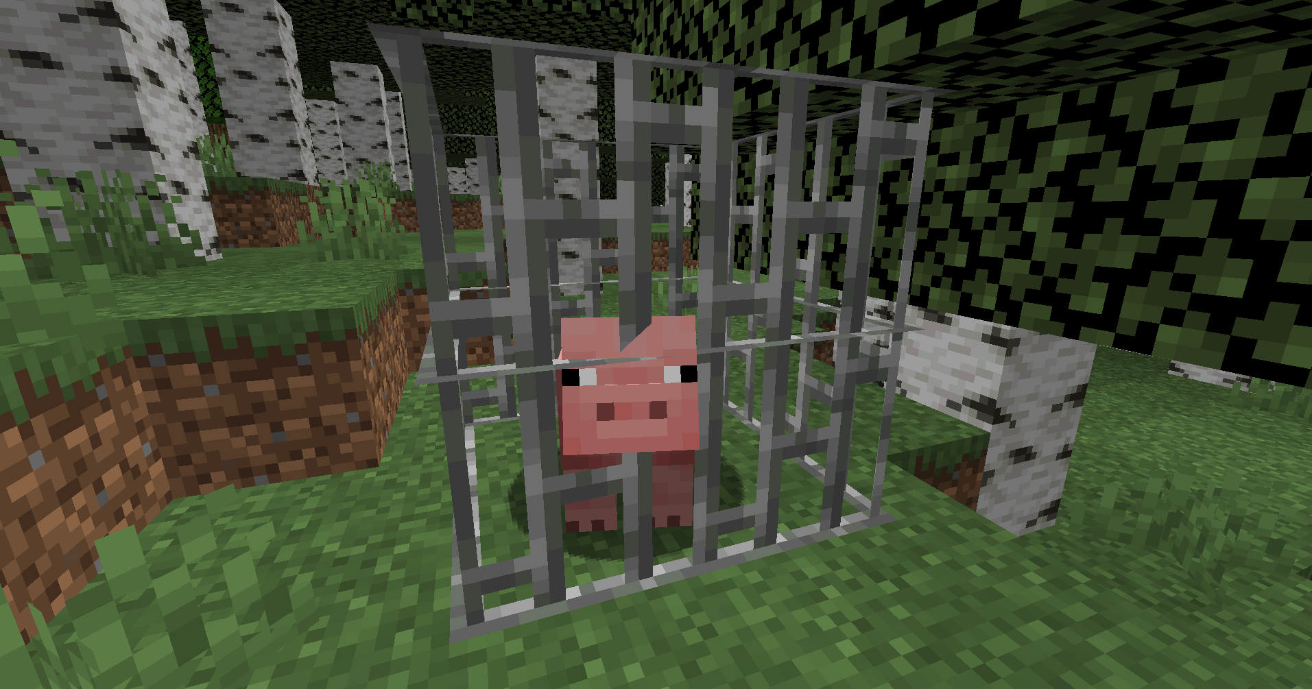 A passive pig trapped in the Cage Trap ready to go back to the farm.