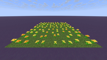Dandelions