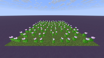 Pink Tulips