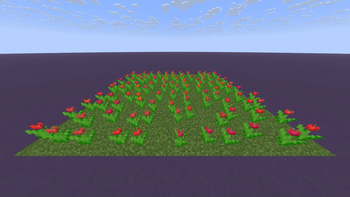 Red Tulips