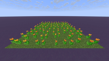 Orange Tulips