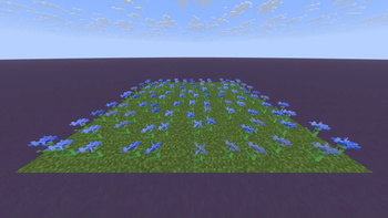 Cornflowers
