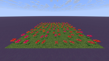 Poppies