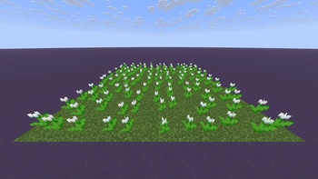 White Tulips