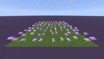 Alliums