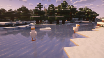 Ducks