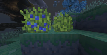 Blueberry Bush