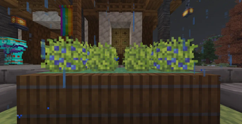 Blueberry Bush