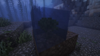 oak sapling placed underwater