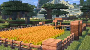 Sorghum Farm