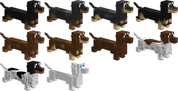 All dachshund coats