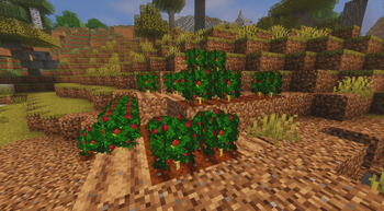 Coffee Plants