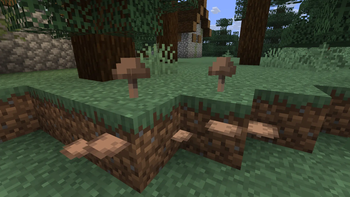 Brown Mushroom