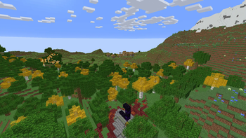 Birch trees in a forest