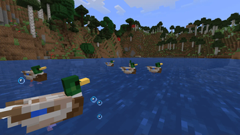 Ducks in a Pond