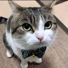 sigmacat123