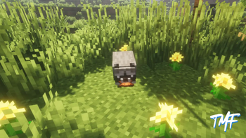 Lil Raccoon :3