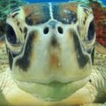BayTurtleKing