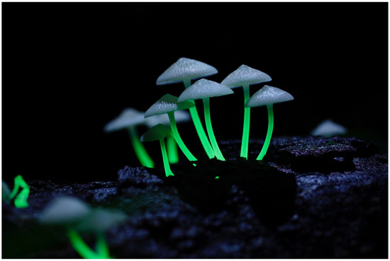 Fungi Plus