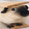 chotikoff
