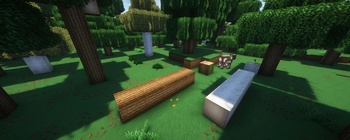 Fallen Tree