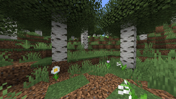 Birch Forest