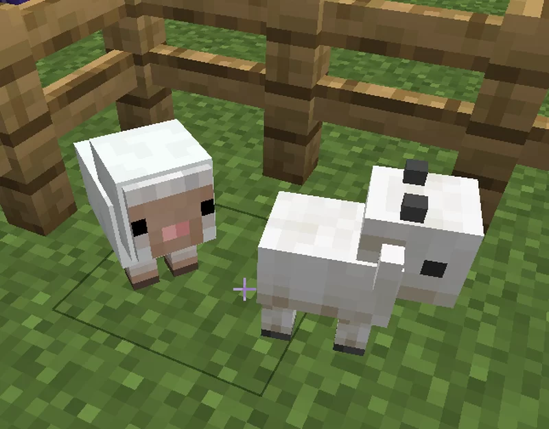 Lamb and Kid