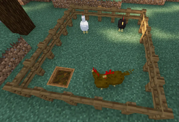 Some chickens in their pen!