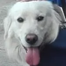 luitopillo