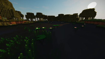 Swamp