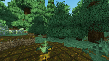 Taiga Forest