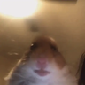 Sqerciak