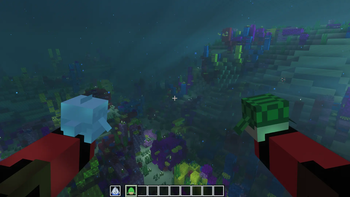 Coral reef