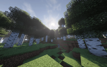 A birch forest