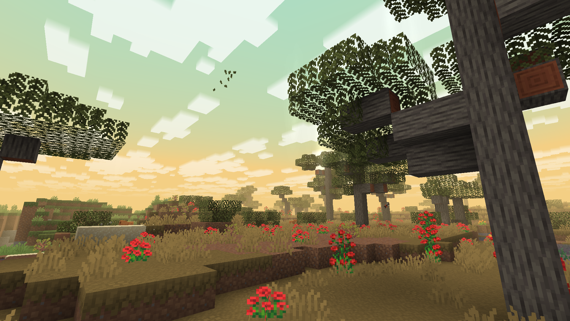This is a peaceful savanna sunset scene from Minecraft, featuring blocky acacia trees, red poppies, and golden dusk light over rolling grassy hills.