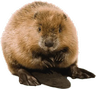 BoberrYa