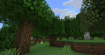 Forest