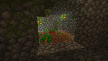 Underground Farm