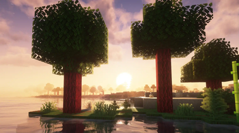 Red Oaks at sunset